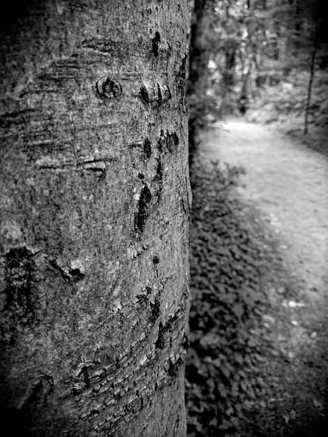 Photo cropped image of tree trunk by street