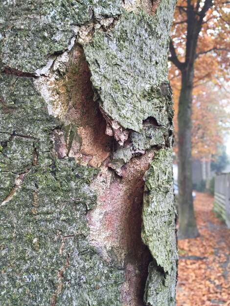 Photo cropped image of weathered bark on tree trunk