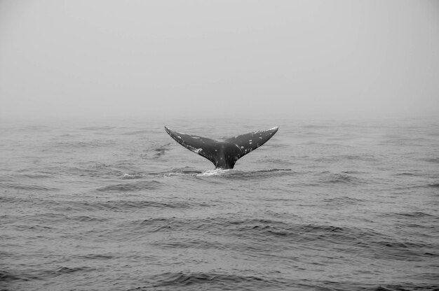 Cropped image on whale tail in sea during foggy weather