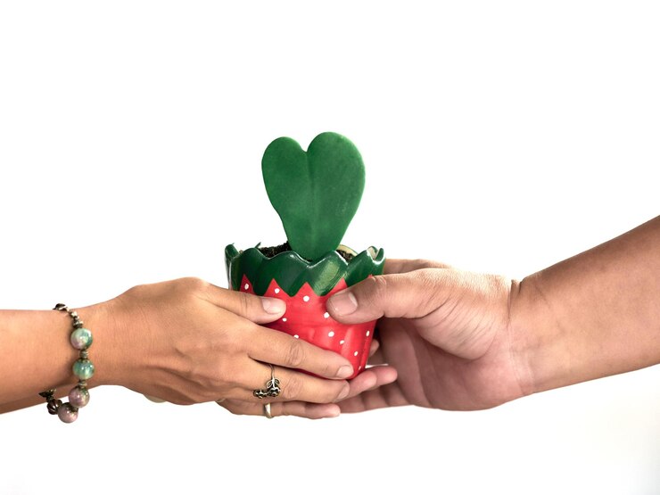 Photo cropped image of woman giving potted plant to man against white background