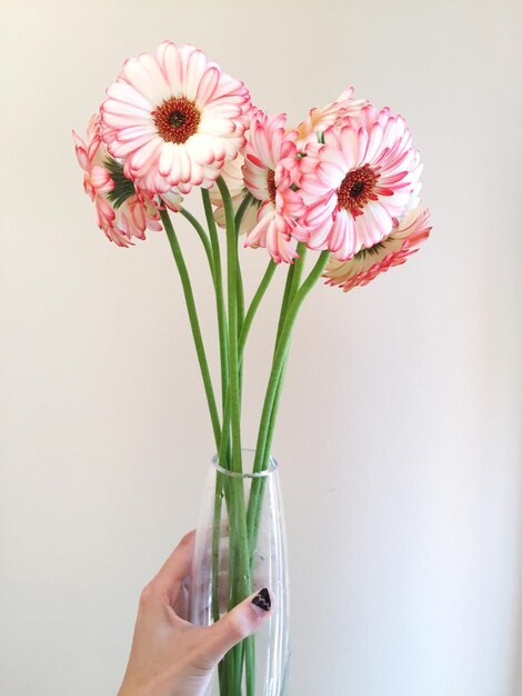 Photo cropped image of woman hand holding gerbera daisies in vase against white background