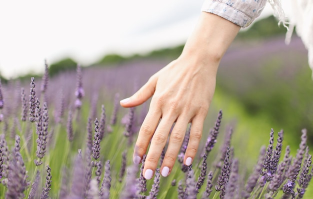 Photo cropped image of woman hand touching lavender on field