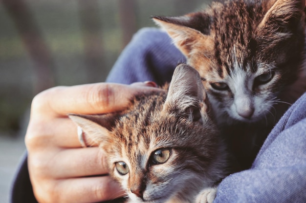 Photo cropped image of woman holding cats outdoors