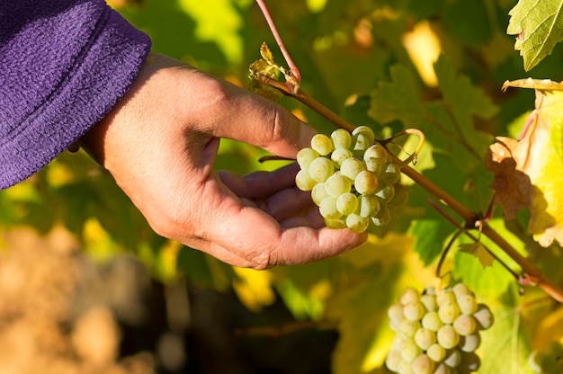Cropped image of woman touching bunch of grapes growing at vineyard