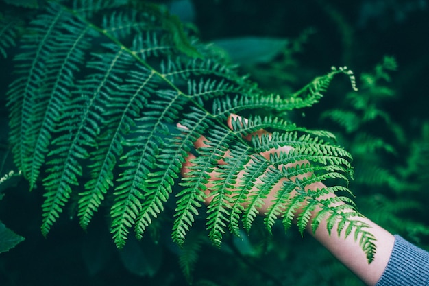 Photo cropped image of woman touching fern leaves