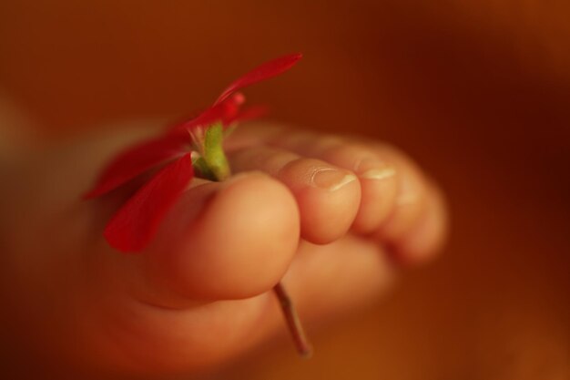 Foto gamba tagliata che tiene un fiore rosso