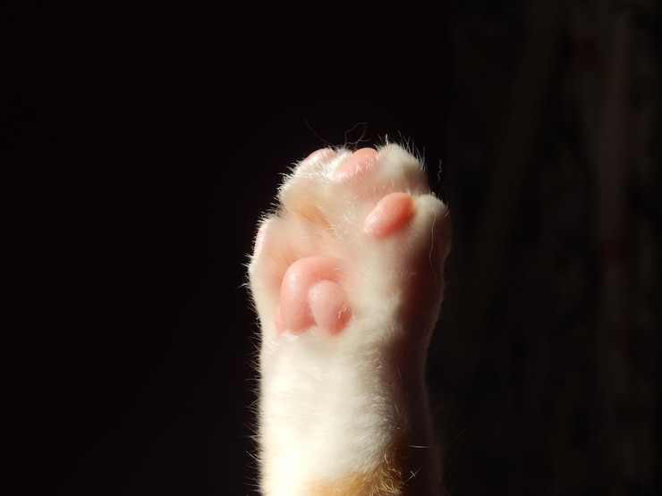 Photo 검은 바탕 에 있는 고양이 의 발