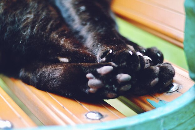 cropped paw of dog