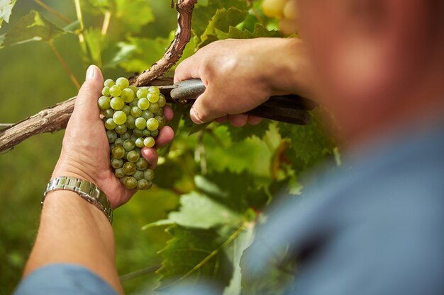 Cropped photo of a careful harvester carefully cutting of a grape cluster off a vine