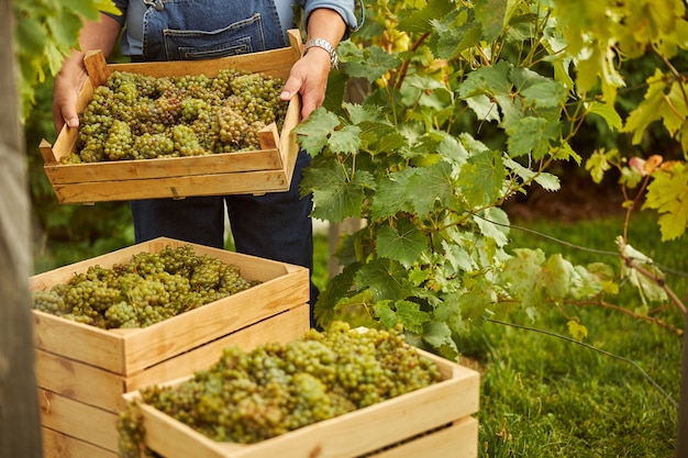 Cropped photo of a farm worker stacking wooden boxes of grapes in the vineyard