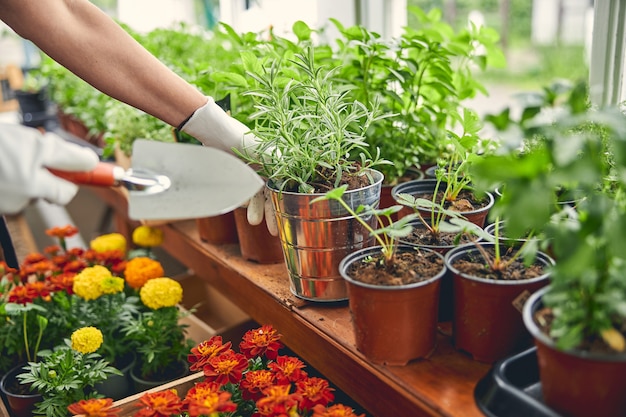 Foto ritagliata di una botanica donna con una cazzuola che raggiunge un vaso per piante zincato