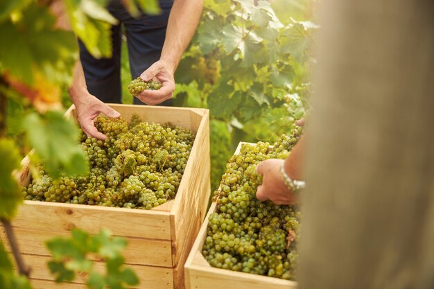 Cropped photo fo an unrecognisable man carefully putting hand-picked white grapes into a full wooden box