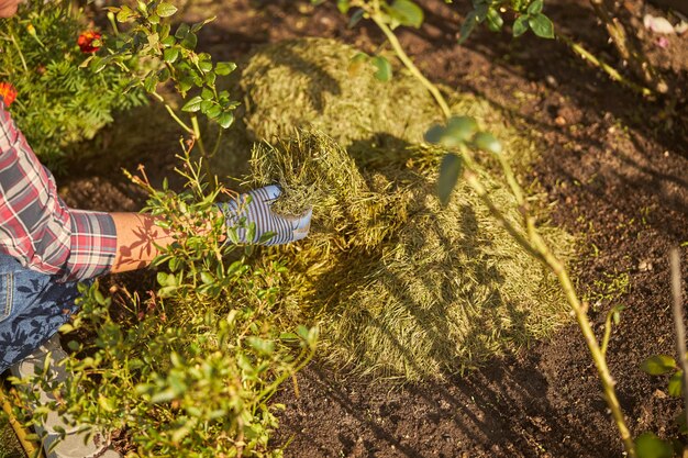 寒い季節に植物を暖かく保つために花壇に干し草を広げている庭師のトリミングされた写真