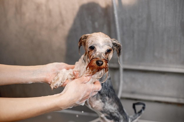 Cropped photo of a little dog in a soap Yorkshire terrier getting procedure at the groomer salon Yorkshire terrier puppy is wet