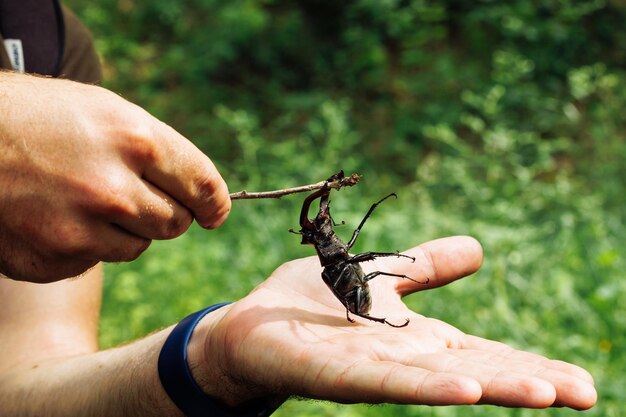 Cropped photo of mans hands touching largest species of european stag beetle with twig in summer garden forest park