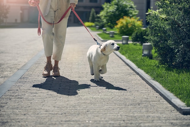 Cropped photo of a modern Caucasian lady leading her adorable pet on a leash outdoors