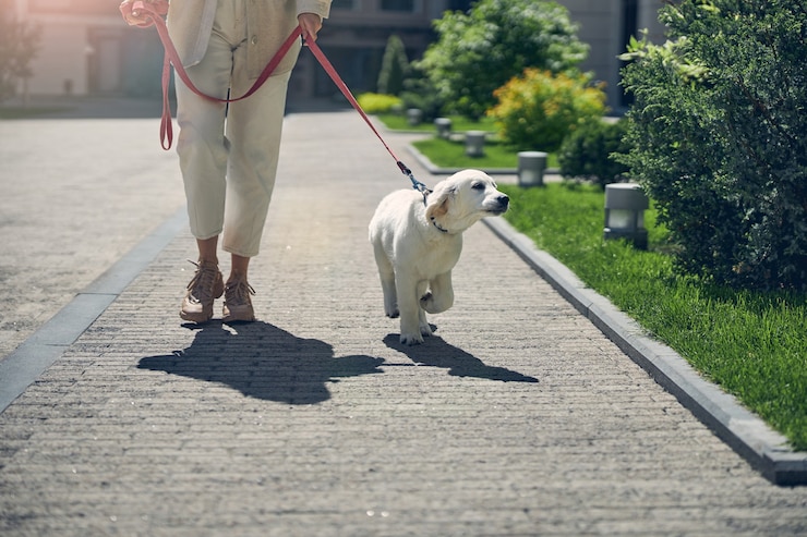 Photo cropped photo of a modern caucasian lady leading her adorable pet on a leash outdoors