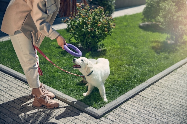 Cropped photo of a modern long-haired Caucasian woman showing a toy to her pet outdoors