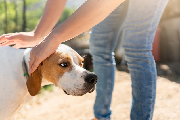 Foto ritagliata di una persona che accarezza un cane