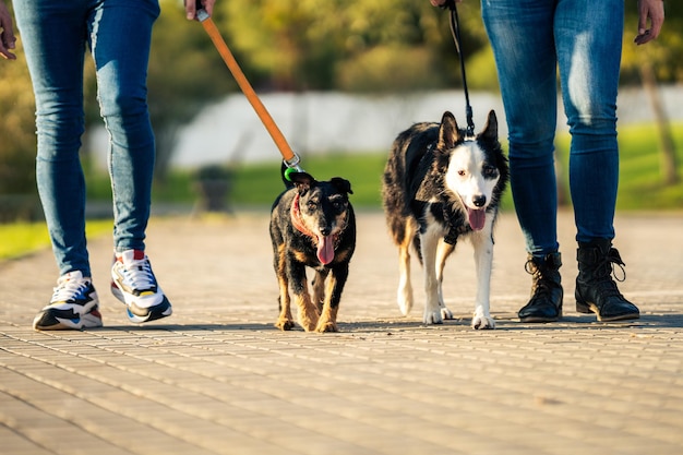 Cropped photo of two tired dogs on a leash walking with people