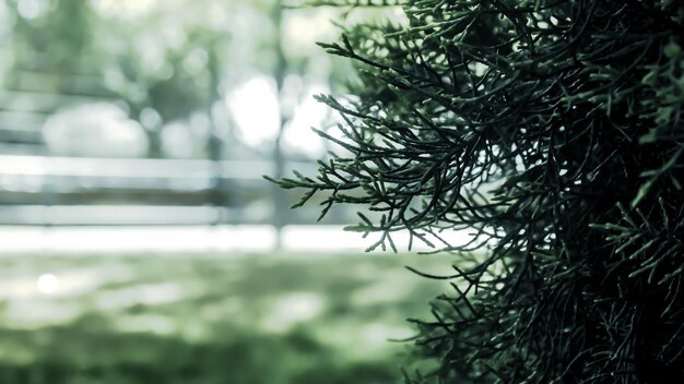 Cropped plant against blurred background