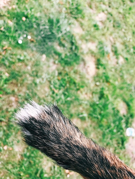 Photo cropped tail of dog over grassy field