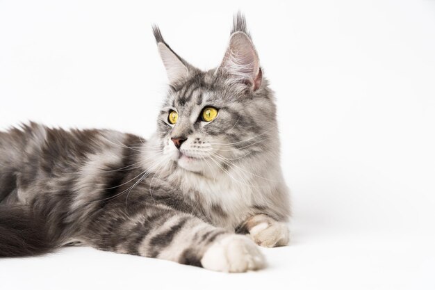 Cropped view of American Forest Cat black silver classic tabby and white color lying down on white