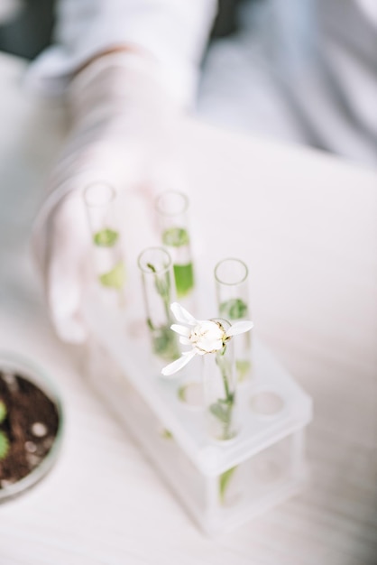 Photo cropped view of biochemist in latex glove near flower and plants in test tubes