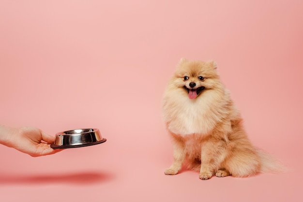 Cropped view of cute woman giving bowl with food to pomeranian spitz dog on pink