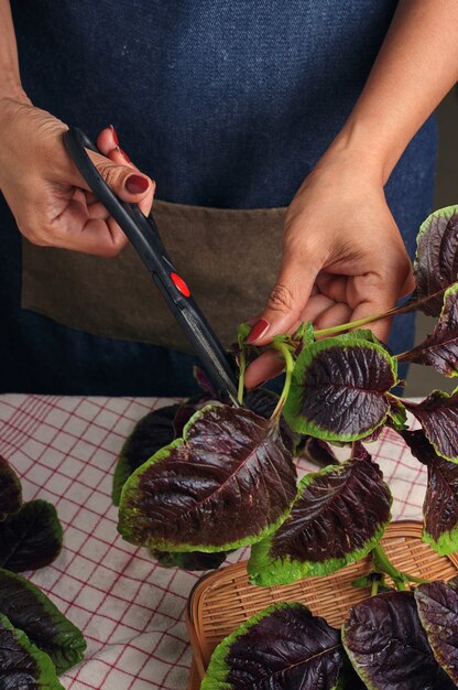 Photo cropped view hand of woman trimming the red amaranth