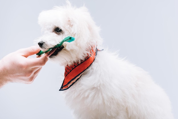 Photo cropped view of man giving toothbrush to havanese dog in neckerchief isolated on grey
