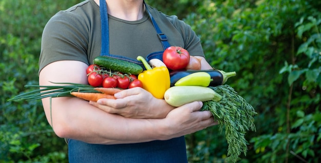 Cropped view of man hold fresh ripe vegetables