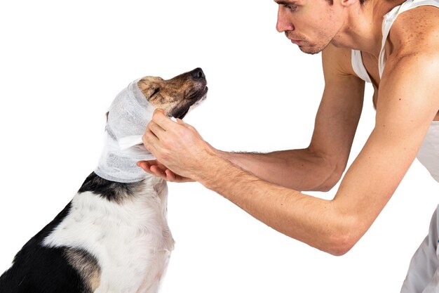 Cropped view of veterinarian bandaging face of grey dog on gray background