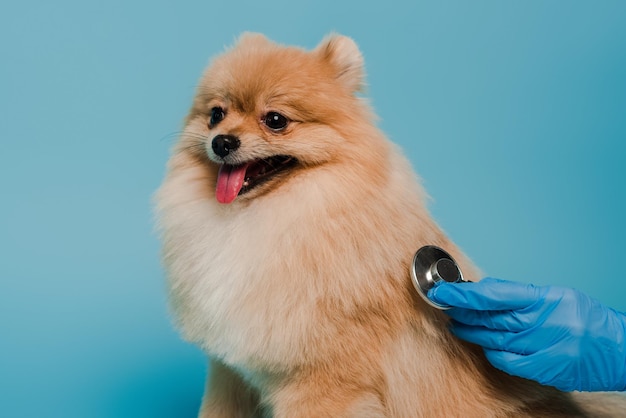 Cropped view of veterinarian in latex glove examining dog with stethoscope isolated on blue