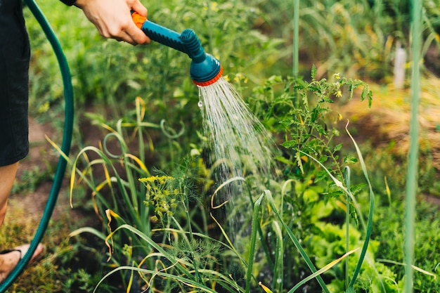 자른 여성은 일몰 농사에서 물뿌리개에서 녹색 토마토 새싹에 물을 주는 식물을 돌봅니다.