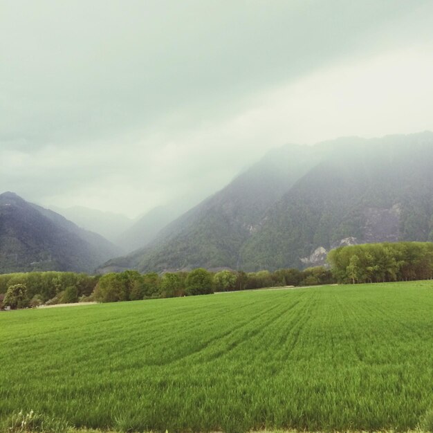 Crops growing on farms against mountains in foggy weather