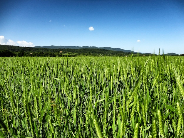 晴れた日に青い空の背景に畑で育つ作物