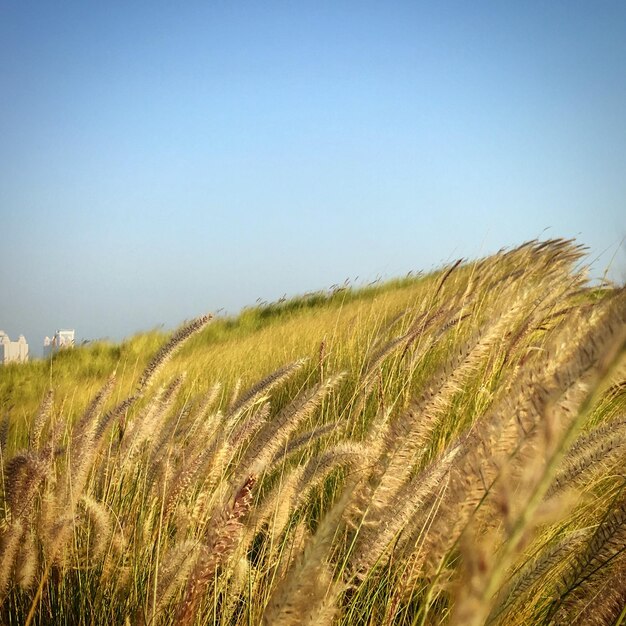 Crops growing on field against clear sky