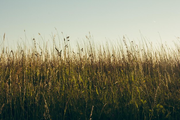 Photo crops growing on field against clear sky