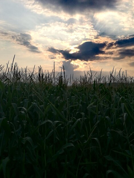 Photo crops growing on field against sky during sunset