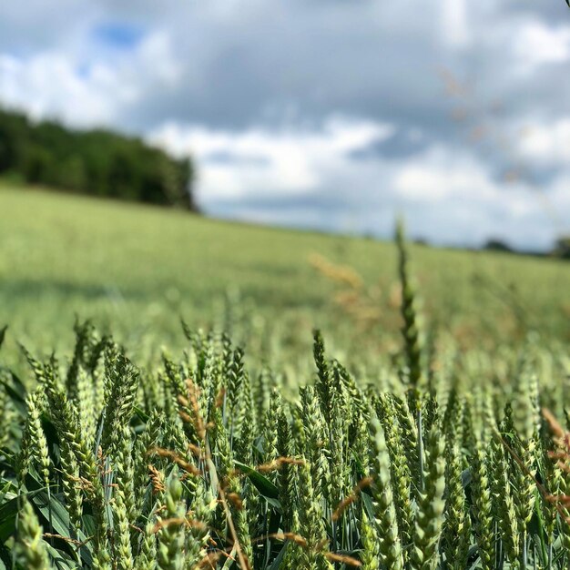 Foto colture che crescono sul campo contro il cielo