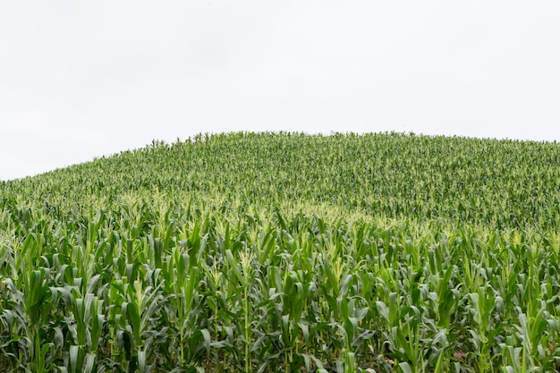 Foto colture che crescono sul campo contro il cielo