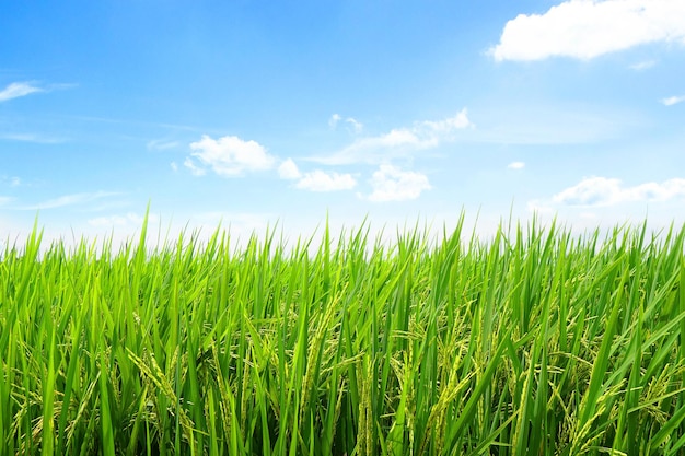 crops growing on field against sky