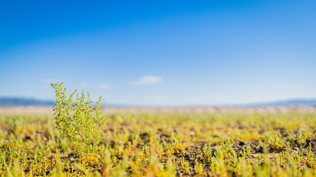 Crops growing on field against sky