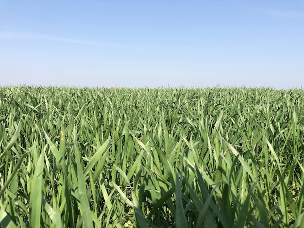 Crops growing on field against sky