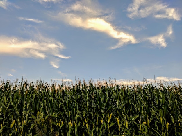 Crops growing on field against sky