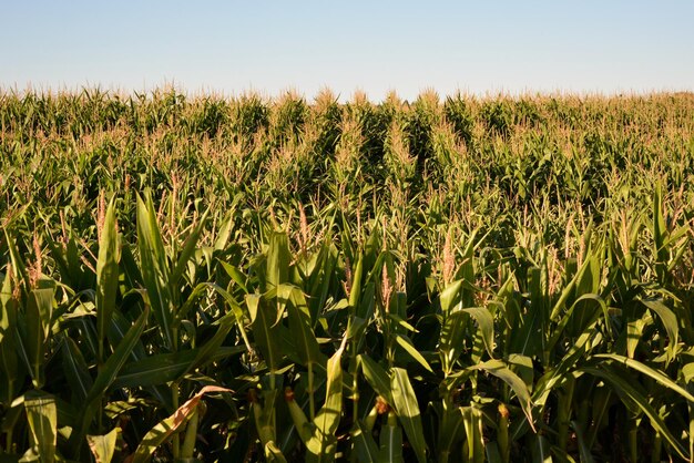 Crops growing on field against sky