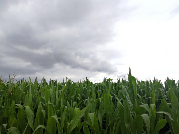 Crops growing on field against sky