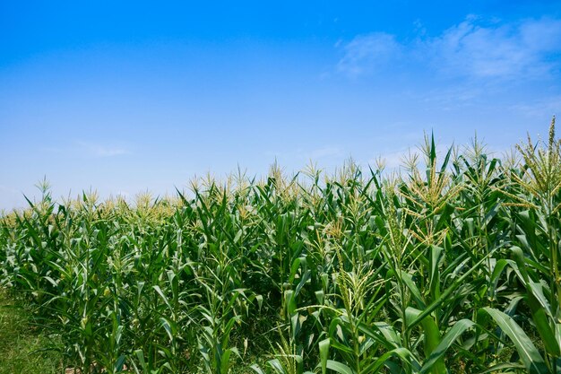 Crops growing on field against sky