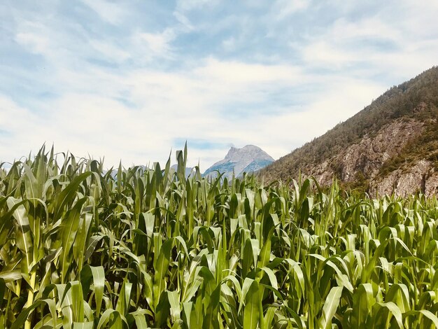 Crops growing on field against sky